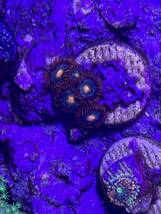 マメスナ　Gatorade Zoanthids_画像2