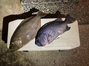 【合計7.1kg】イシダイ　石鯛　ヒラメ　鮃