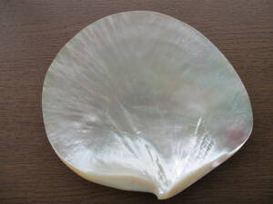 白蝶貝 原貝 ミガキ 幅約15,5×15,3センチ 重さ約147グラム