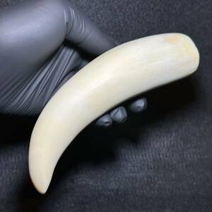 【マッコウクジラの歯 177.5g】抹香 鯨 クジラ 歯 牙 印材 鯨歯