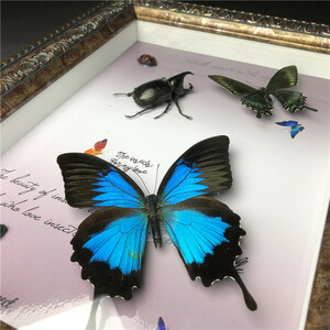 蝶の標本 個人コレクション 青い蝶 　オオルリアゲハ