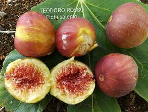23-241　Teodoro Rosso （ テオドロ ロッソ ）　イチジク　苗木　　イタリアの超希少品種！