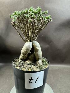 白峯園 t1 姫紅小松 約25年生前後 選抜優良個体 トリコディアデマ　バルボサム　コーデックス 塊根植物 多肉植物