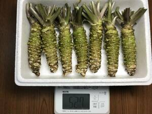 わさび500g(6～10本）