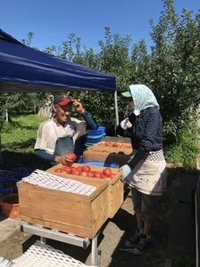 【完熟】10キロ　サンフジ葉取らずりんご　青森　弘前　家庭用　長内農園