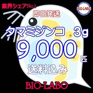 送料無料【BIO-LABO】タマミジンコ　3ｇ+サービス1ｇ【メダカ・金魚・熱帯魚の餌に！】