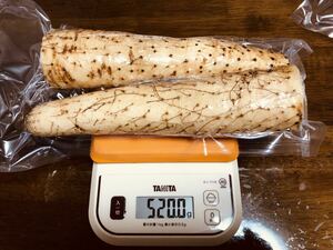 栃木県産 自然薯 510g 真空パック 現品特価