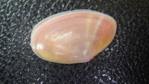 能登半島産の桜貝です（本貝）。　残４個　さくら貝　幸運の貝とも　数量限定