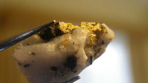 栃原金山の自然金です （６㎜大の金脈） 。　看板娘　近年最大級の金脈　富鉱体