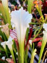 【選別美実生個体】S.leucophylla var. alba 実生白色選別個体　食虫植物　サラセニア 観葉植物　Sarracenia_画像2