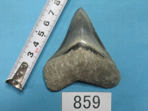 ◆化石 サメの歯◆メガロドン◆インドネシア◆8.0cm◆No.859◆送料無料