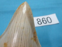 ◆化石 サメの歯◆メガロドン◆インドネシア◆8.8cm◆No.860◆送料無料_画像3