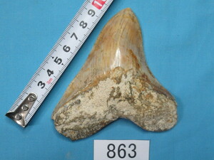 ◆化石 サメの歯◆メガロドン◆インドネシア◆10.3cm◆No.863◆送料無料