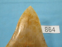 ◆化石 サメの歯◆メガロドン◆インドネシア◆10.6cm◆No.864◆送料無料_画像3