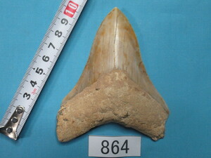◆化石 サメの歯◆メガロドン◆インドネシア◆10.6cm◆No.864◆送料無料