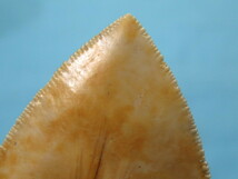 ◆化石 サメの歯◆メガロドン◆インドネシア◆10.6cm◆No.864◆送料無料_画像4