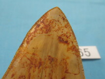 ◆化石 サメの歯◆メガロドン◆インドネシア◆10.5cm◆No.865◆送料無料_画像3