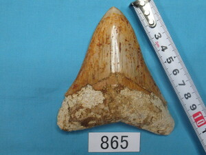 ◆化石 サメの歯◆メガロドン◆インドネシア◆10.5cm◆No.865◆送料無料