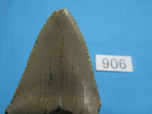 ◆化石 サメの歯◆メガロドン◆アメリカ◆7.5cm◆No.906◆送料無料_画像3
