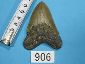 ◆化石 サメの歯◆メガロドン◆アメリカ◆7.5cm◆No.906◆送料無料