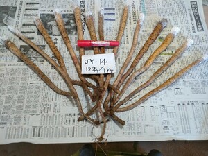 JY‐14☆自然薯・じねんじょ種芋（首）12本前後/1kg・殺菌剤処理済！・1980円