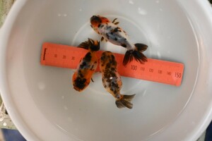 輸入金魚　香港産　　江戸錦 　3尾 　　　6.5cm～7.5cm 　　No1