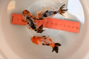 輸入金魚　香港産　　江戸錦 　　　7cm～8cm　　No1