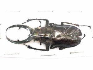 ギガンテウスシワバネクワガタ　標本A Sphaenognathus giganteus 