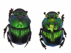 メキシコ産 デモンニジダイコク? Phanaeus sp. ペア　“1円スタート