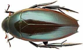 トガリバネガムシ　Hydrophilus aculeatus ブルキナ・ファソ産　“非常に形が良い