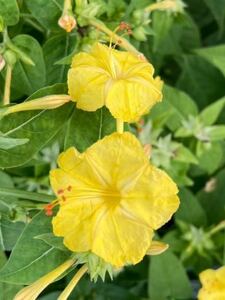 おしろい花の種　黄色　レモンイエロー　檸檬色　単色　白粉花　オシロイバナ