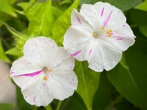 おしろい花の種　ピンク×白　絞り咲き　単色　白粉花　オシロイバナ