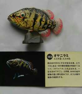 海洋堂 チョコQ アニマテイルズ6 オヤニラミ 日本の動物コレクション 未使用 カプセル エッグ 水族館 1種