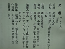 【趣味のさつき】人気品種の太物新木 「光 琳」 樹高 52㎝　幹回り 47㎝　新木皐月 　_画像10