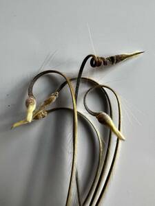 【種子】モンソニア　ムルチフィダ　採れたて種子5個　Monsonia multifida サルコカウロン