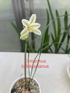 ②　キルタンサス・ロドリゲス　Cyrtanthus loddigesianus　実生苗