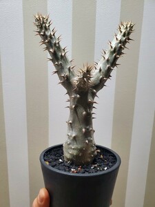 実生 パキポディウム デンシフローラム シバの女王玉櫛 / コーデックス グラキリス 塊根植物