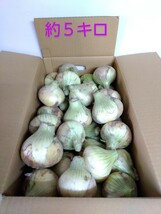 南淡路産玉ねぎ、約５kg，サイズミックス、お土産や離乳食に、甘い、肉厚で柔らかい、辛味少ない、生も胃がやけない、加熱でトロトロ、健康_画像4