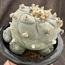 ★サボテン・多肉植物★830 ★ロホホラ　大型疣デフーサ　Lophophora　deffusa★_画像4