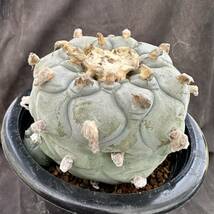 ★サボテン・多肉植物★830 ★ロホホラ　大型疣デフーサ　Lophophora　deffusa★_画像2