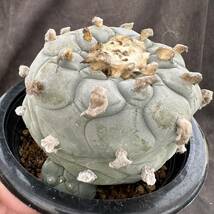 ★サボテン・多肉植物★830 ★ロホホラ　大型疣デフーサ　Lophophora　deffusa★_画像3