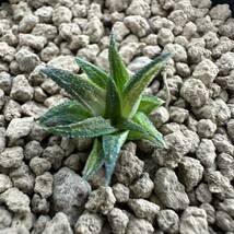 ★サボテン・多肉植物★882★ハオルシア パークシアナ錦　Haworthia parksiana varieg.★ハオルチア _画像3