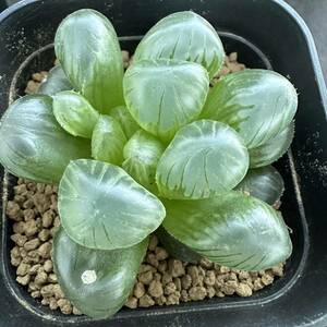 ★サボテン・多肉植物★888★ハオルシア オブツーサ　上海　Haworthia　obtusa(dielsiana ) ★ハオルチア 