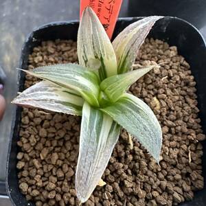 ★サボテン・多肉植物★808★ハオルシア バデア錦　Haworthia　mirabilis v.badia varieg.★ハオルチア