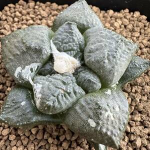 ★サボテン・多肉植物★904★アリオカルプス　大疣連山　実生　Ariocarpus　fissuratus　v.latus★seedling