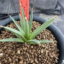 ★サボテン・多肉植物★912★アガベ　アルボピローサ Agave albopilosa★_画像1