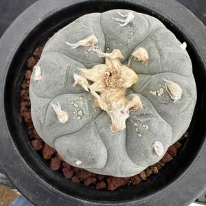 ★サボテン・多肉植物★920★ロホホラ　谷田貝疣銀冠玉の実生　　Lophophora　fricii cv.★seedling