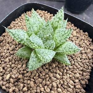 ★サボテン・多肉植物★854★ハオルシア 星の王子　Haworthia livida hyb.★ハオルチア 