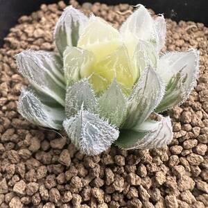 ★サボテン・多肉植物★830★ハオルシア ベヌスタ錦　Haworthia cooperi v.venusta varieg.★ハオルチア 