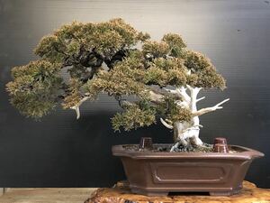 [夢のある盆栽]真柏/シンパク/鉢割れアリ/松/BONSAI